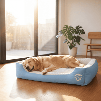 A Golden Retriever relaxing on an Oxford Cooling Bed in a room beside a window. Cooling dog bed in blue and white colours, designed with a deep blue contour. Cool to the touch. A The Fat Mile logo on the right side.